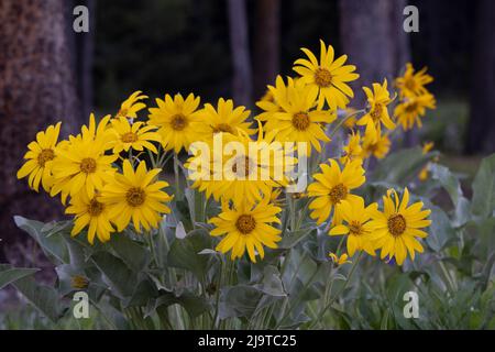 USA, Wyoming, Grand Teton National Park. Primo piano di fiori selvatici balsamroot arrowleaf. Foto Stock