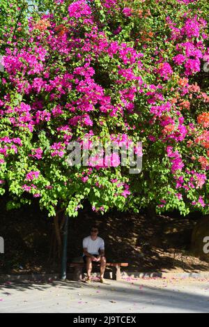 Fiori rosa crescente Bougainvillea in Nha Trang Vietnam e seduta uomo rilassato Foto Stock