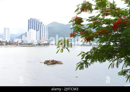 Delonix albero contro il mare nel giardino di Hon Chong a Nha Trang Vietnam Foto Stock