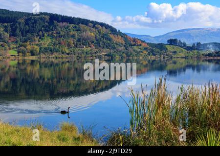 Lago Tutira nella regione di Hawke's Bay della Nuova Zelanda, fotografato in autunno. Un cigno nero scivola sull'acqua Foto Stock