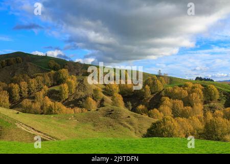 Alberi con coloratissimo fogliame autunnale che crescono su lussureggianti terreni agricoli verdi a Waimarama, nella regione di Hawke's Bay, Nuova Zelanda Foto Stock