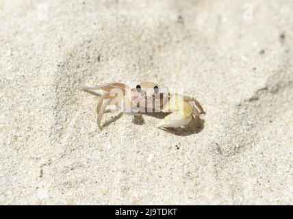 Granchio fantasma Atlantico alla spiaggia Doc Let in Vietnam Foto Stock