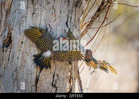 Il Northern Flicker è un picchio di bosco abbastanza comune qui nella contea centrale di porta Wi. Ma uno che raramente vedo così sono stato felice di avere questa opportunità. Foto Stock