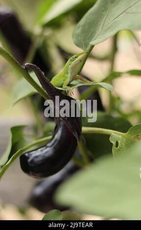 Green Anole Lizard su Eggplant, Pest Control in azienda agricola biologica primo piano Foto Stock