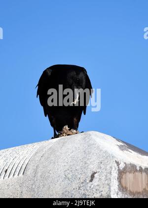 American Crow mangiare Wasps Foto Stock