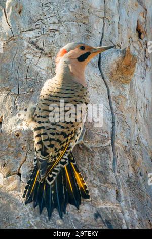 Il Northern Flicker è un picchio di bosco abbastanza comune qui nella contea centrale di porta Wi. Ma uno che raramente vedo così sono stato felice di avere questa opportunità. Foto Stock