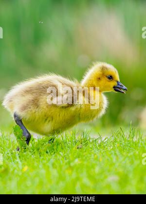 Un felice colpo di un piccolo gosling, giovane oca, che si bagna attraverso l'erba Foto Stock