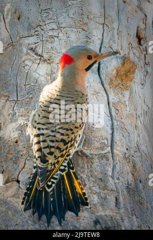 Il Northern Flicker è un picchio di bosco abbastanza comune qui nella contea centrale di porta Wi. Ma uno che raramente vedo così sono stato felice di avere questa opportunità. Foto Stock