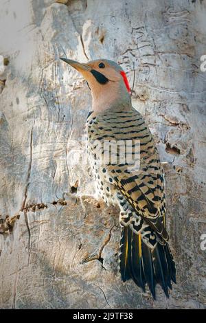 Il Northern Flicker è un picchio di bosco abbastanza comune qui nella contea centrale di porta Wi. Ma uno che raramente vedo così sono stato felice di avere questa opportunità. Foto Stock