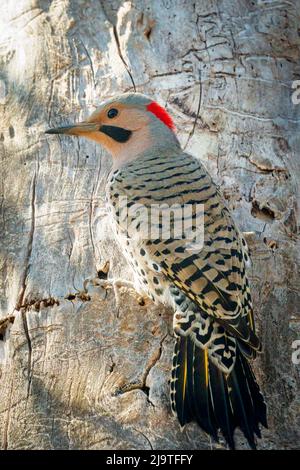 Il Northern Flicker è un picchio di bosco abbastanza comune qui nella contea centrale di porta Wi. Ma uno che raramente vedo così sono stato felice di avere questa opportunità. Foto Stock