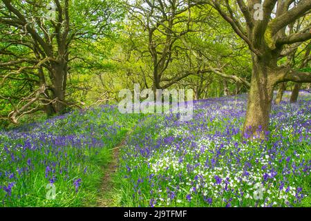 Un tappeto colorato di bluebells sul pavimento del bosco. Questi si trovano su entrambi i lati di un sentiero che attraversa i boschi. Foto Stock