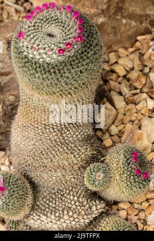 Prominente, Mammillaria hahniana, vecchia signora del Messico, vecchia signora pincushion, vecchia donna cactus, vecchia signora cactus appena venendo in fiore. Foto Stock