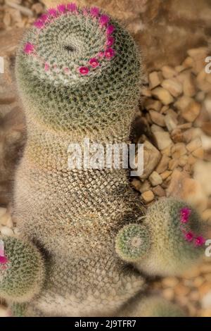 Prominente, Mammillaria hahniana, vecchia signora del Messico, vecchia signora pincushion, vecchia donna cactus, vecchia signora cactus appena venendo in fiore. Foto Stock