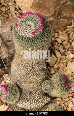 Prominente, Mammillaria hahniana, vecchia signora del Messico, vecchia signora pincushion, vecchia donna cactus, vecchia signora cactus appena venendo in fiore. Foto Stock