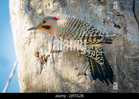 Il Northern Flicker è un picchio di bosco abbastanza comune qui nella contea centrale di porta Wi. Ma uno che raramente vedo così sono stato felice di avere questa opportunità. Foto Stock