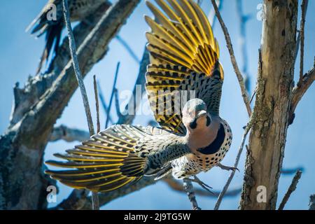 Il Northern Flicker è un picchio di bosco abbastanza comune qui nella contea centrale di porta Wi. Ma uno che raramente vedo così sono stato felice di avere questa opportunità. Foto Stock