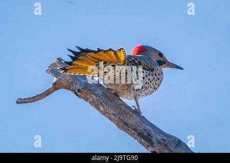 Il Northern Flicker è un picchio di bosco abbastanza comune qui nella contea centrale di porta Wi. Ma uno che raramente vedo così sono stato felice di avere questa opportunità. Foto Stock