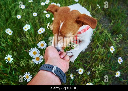 Carino cane seduto in erba verde con fiori camomilla odore mano proprietario con alimentazione, curioso animale domestico in cerca di cibo Foto Stock