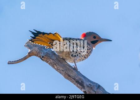 Il Northern Flicker è un picchio di bosco abbastanza comune qui nella contea centrale di porta Wi. Ma uno che raramente vedo così sono stato felice di avere questa opportunità. Foto Stock