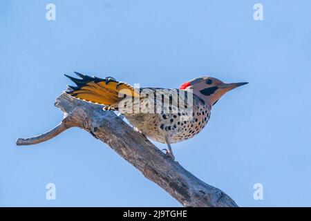 Il Northern Flicker è un picchio di bosco abbastanza comune qui nella contea centrale di porta Wi. Ma uno che raramente vedo così sono stato felice di avere questa opportunità. Foto Stock