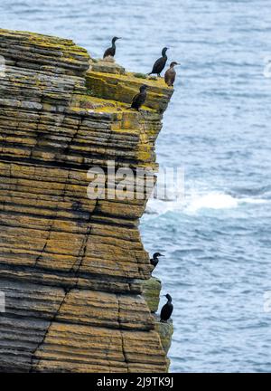 Shags, Gulosus aristotelis sulla scogliera in cima alla riserva naturale di Mull Head, Deerness, Orkney continente, Isole Orkney, Scozia. Foto Stock