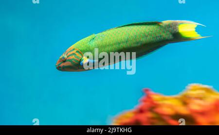 Pesci angelo coda lunga nuoto in acquario. Questo pesce vive solitamente nei bacini fluviali dell'Amazzonia, dell'Orinoco e dell'Essequibo nell'America del Sud tropicale. Foto Stock