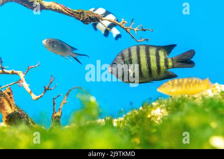 Pesci angelo coda lunga nuoto in acquario. Questo pesce vive solitamente nei bacini fluviali dell'Amazzonia, dell'Orinoco e dell'Essequibo nell'America del Sud tropicale. Foto Stock