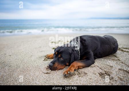 Un triste bel cane attento della razza Rottweiler si trova su una spiaggia sabbiosa e ascolta i suoni intorno a lui, in attesa del suo proprietario Foto Stock