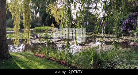 GIVERNY, FRANCIA - 31 AGOSTO 2019: Questo è il famoso stagno di ninfee nel giardino d'acqua del Claude Monet Estate Museum. Foto Stock