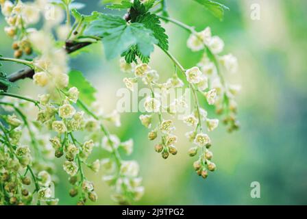 Giardino currant fioritura primo piano, Ribes rubrum, rosso currant fioritura in primavera Foto Stock