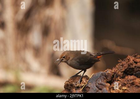 Rapina indiana, femmina, Copsychus fulicatus, Satara, Maharashtra, India Foto Stock