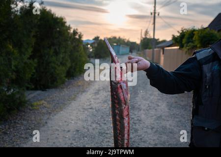 La vita quotidiana dei residenti di Vylkove, regione Odesa, Ucraina. Vylkove (o Vilkovo) è una città situata nella parte Ucraina del Delta del Danubio, al confine con la Romania. Le strade di Vylkove consistono in una rete di numerosi torrenti e canali navigabili, attraverso i quali i residenti si muovono sulle loro barche. Foto Stock