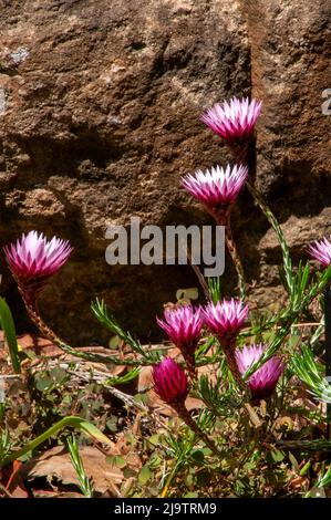Sydney Australia, fiori rosa di una pianta di edmondia pinifolia in giardino di roccia Foto Stock