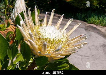 Sydney Australia, grande fiore di un Protea cynaroides 're bianco' in giardino Foto Stock