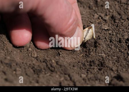 Un coltivatore pianta un seme germinante nel terreno. Messa a fuoco selettiva. Foto Stock