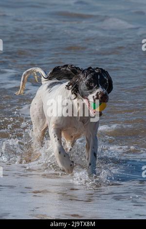 Un cane Sprocker Spaniel che gioca con una palla in mare a Fistral Beach a Newquay in Cornovaglia nel Regno Unito. Foto Stock