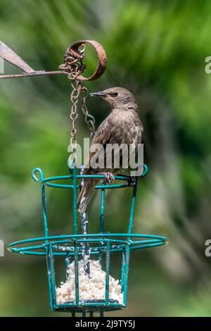 Giovane stellata, Sturnus vulgaris, arroccato su un foraggio grasso giardino. Foto Stock