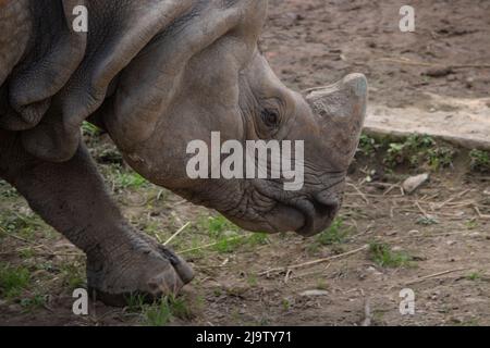 Un rinoceronte in Nepal. Avvistato nel parco nazionale. Foto Stock