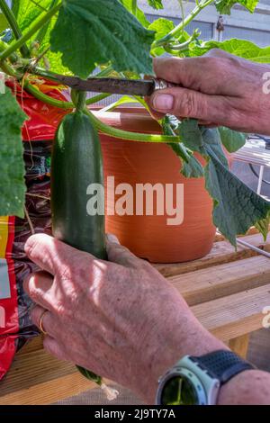 Donna che raccoglie un cetriolo cresciuto nella sua serra. Foto Stock