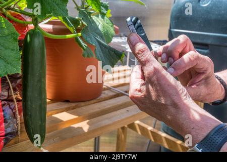 Un giardiniere orgoglioso fotografando un cetriolo che è cresciuta nella sua serra. Foto Stock