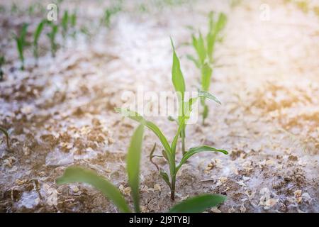 Giovani di mais verde crescente sul campo. Giovani piante di mais. Foto Stock