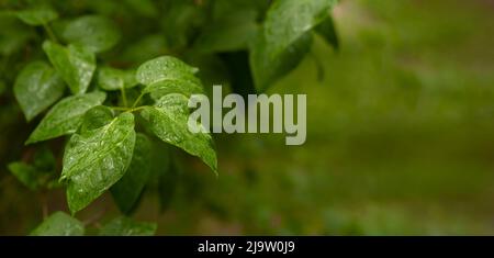 Banner. Modello di natura. Foglie giovani e succose. Foto Stock