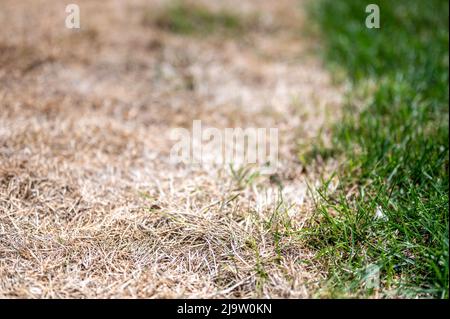 Distinzione visibile tra prato sano e erba bruciata chimica. Foto Stock