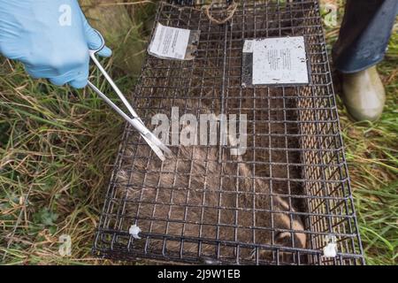 Il campione di capelli viene tagliato con forbici per l'analisi del DNA. Badger vaccination, Galles, Regno Unito Foto Stock