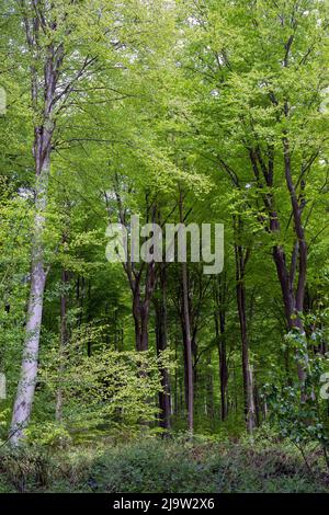 West Woods con alberi di faggio vividi e verdi in primavera, Marlborough, Wiltshire. Inghilterra, Regno Unito Foto Stock