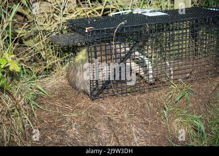 Un tasso europeo (Meles meles) lascia una trappola dopo essere stato vaccinato contro la TBC. Badger vaccination, Galles, Regno Unito Foto Stock