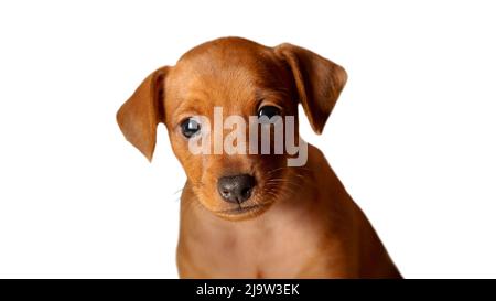 Ritratto di un cucciolo su sfondo bianco. Museruola, occhi, orecchie appese di un cane piccolo. Isolare. Mini pinscher. Un animale domestico purosangue. Foto Stock