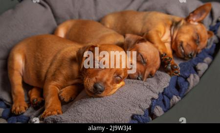 Tre cuccioli dormono a casa. Piccoli cuccioli purredi stanno riposando. Primo piano. Foto Stock