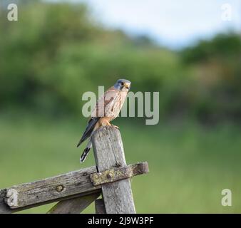 Maschio Kestrel sul Gate Post. Falco Tinnunculus. York, North Yorkshire. Foto Stock