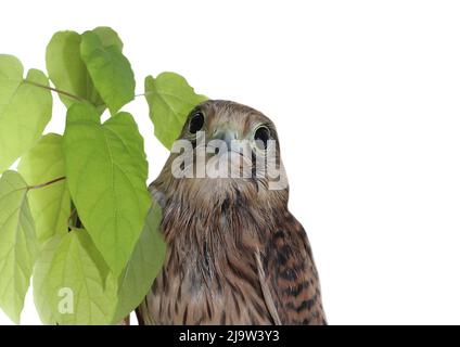 Ritratto di un falcone su sfondo bianco. Isolare. La museruola di un gheppio. Un uccello selvatico, predatore. Gheppio comune. Foto Stock